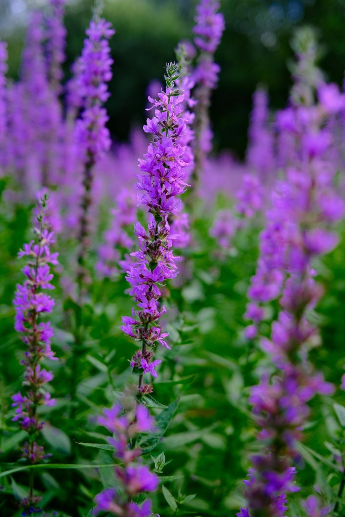 Purple flowers in nature